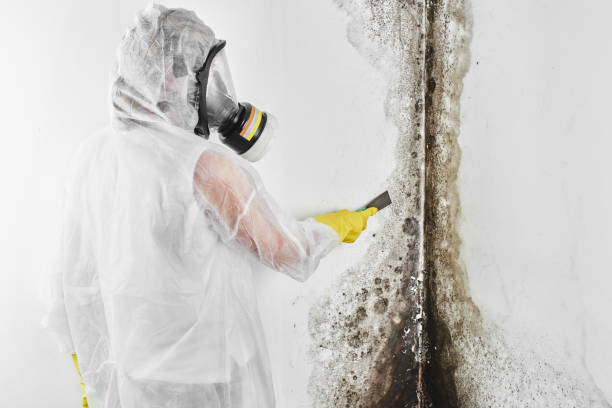 Best Toxic Mold Removal  in St Hedwig, TX