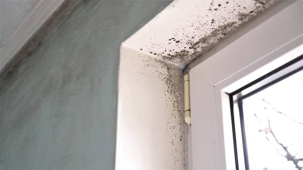 Trusted St Hedwig, TX Mold Removal Experts