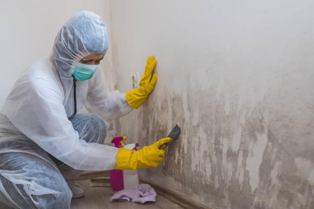 Best Mold Removal and Inspection  in St Hedwig, TX