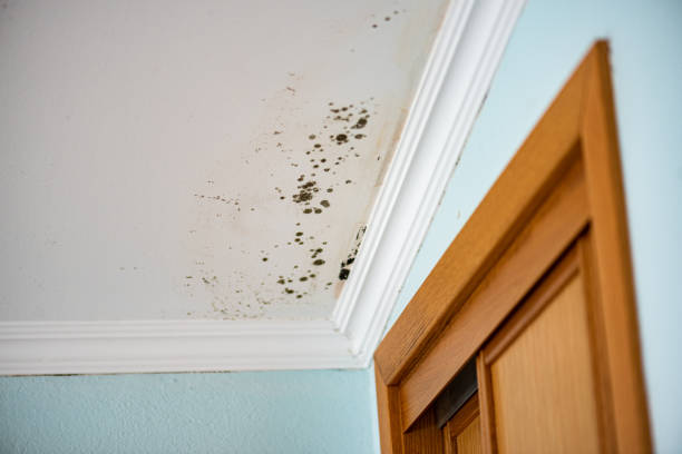 Best Mold Removal Near Me  in St Hedwig, TX