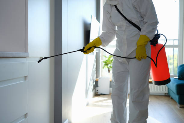 Best Crawl Space Mold Removal  in St Hedwig, TX