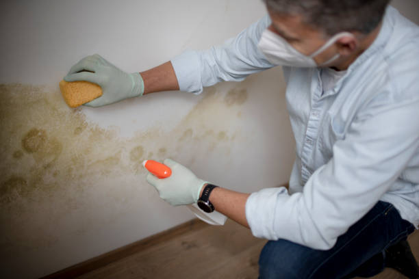 Best Fast Mold Removal  in St Hedwig, TX