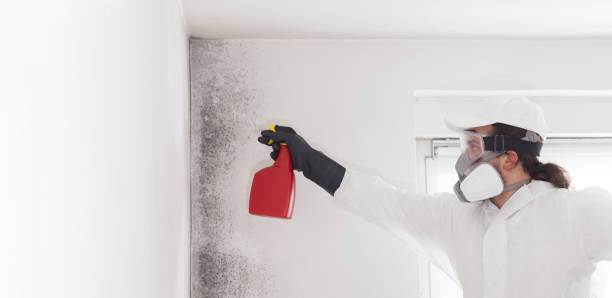 Mold Removal and Inspection in St Hedwig, TX