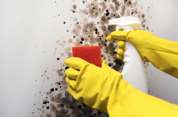 Best Home Mold Removal  in St Hedwig, TX