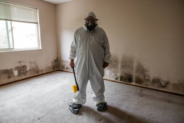 Best Emergency Mold Removal  in St Hedwig, TX