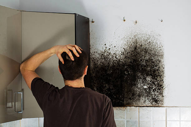 Best Best Mold Removal Companies  in St Hedwig, TX