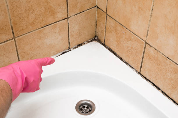 Best Office Mold Removal Services  in St Hedwig, TX